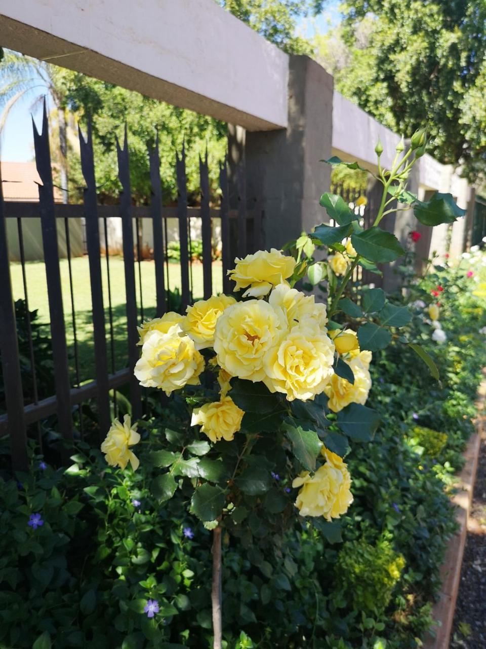 Aaa Rose Garden Guesthouse Mookgophong Exteriör bild